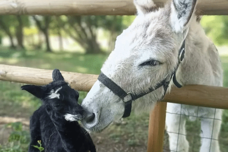 les-alpaguettes-saint-romain-de-benet-saintes-royan-gites-du-logis-cure-thermale-vacances-charente-maritime